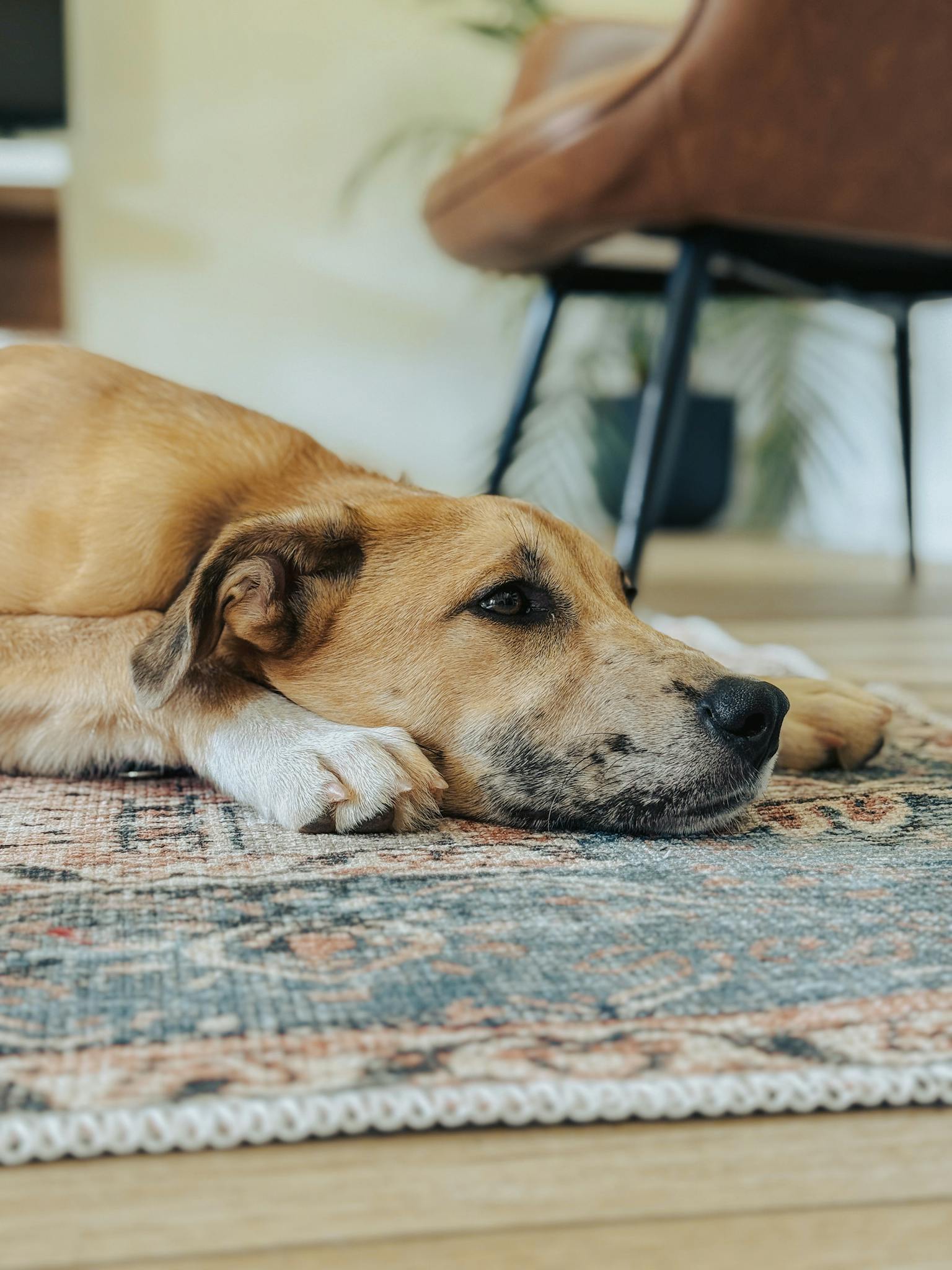 A calm mixed breed dog lying on a patterned rug inside a cozy home.