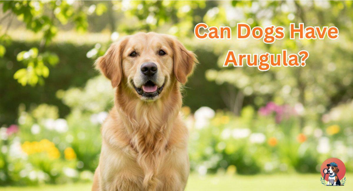 Can Dogs Have Arugula