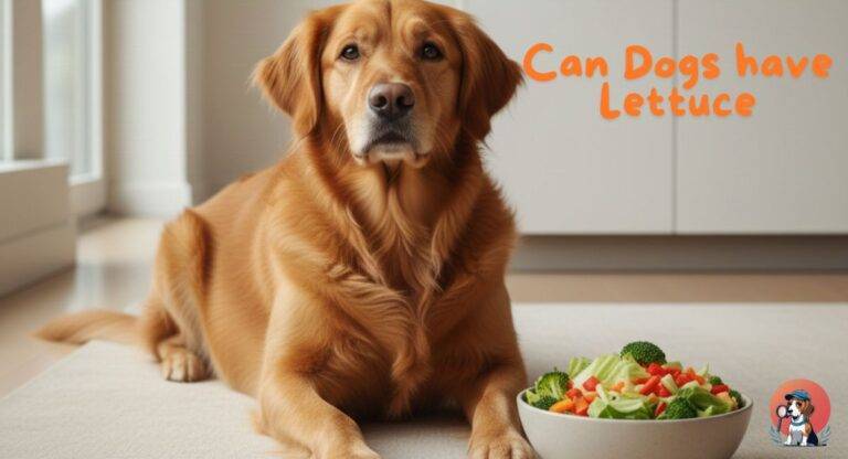 Can Dogs have Lettuce