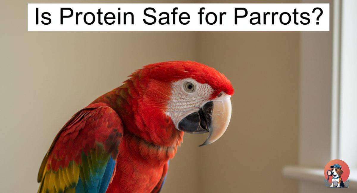 Is Protein Safe for Parrots