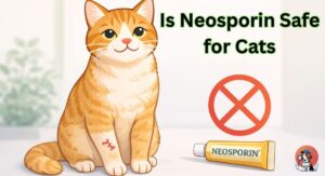 Is Neosporin safe for cats – cat paw wound care
