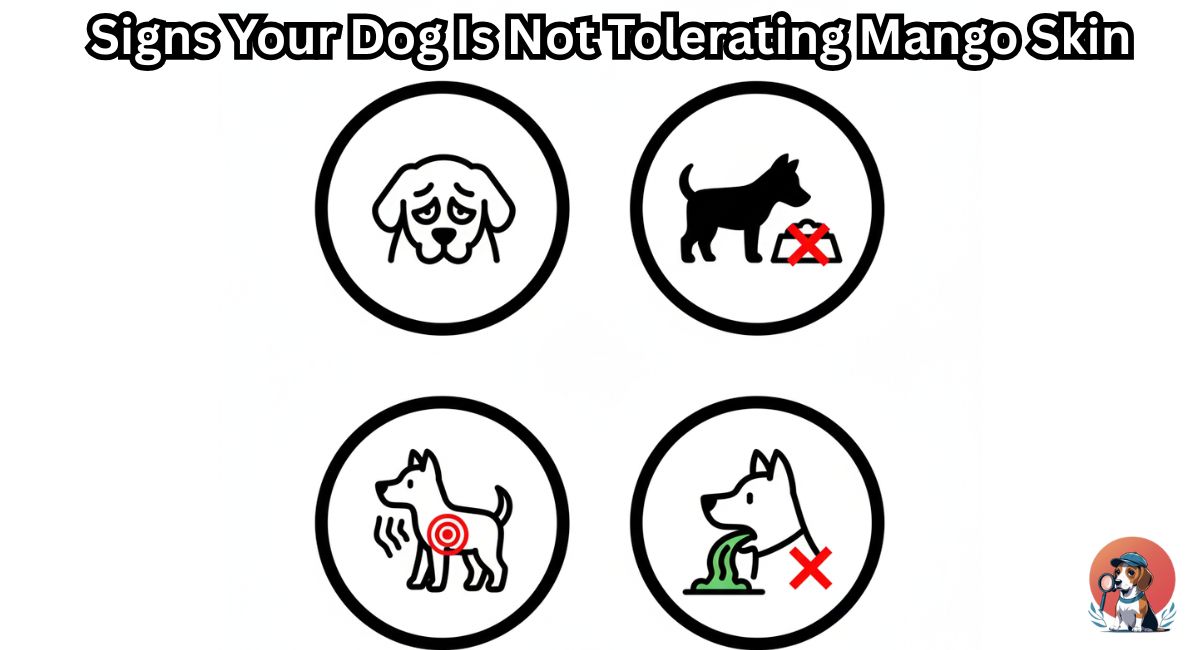 Infographic displaying red flag symptoms like lethargy and vomiting after a dog eats mango skin.